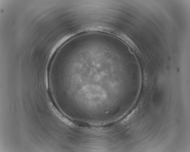 X0000070361036200606091026