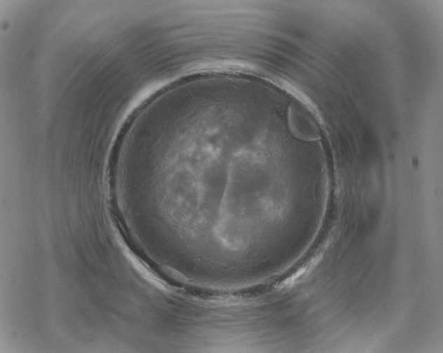 X0000070361037200606091026