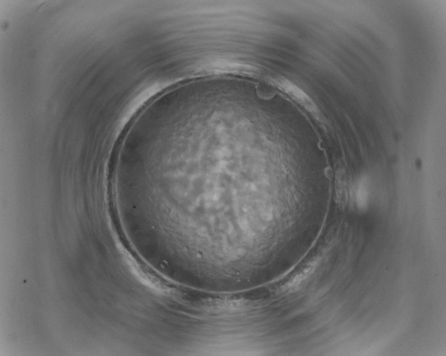 X0000070361039200606091026