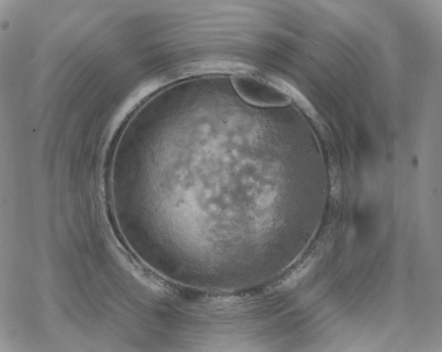 X0000070361043200606091026