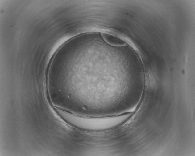 X0000070361048200606091027