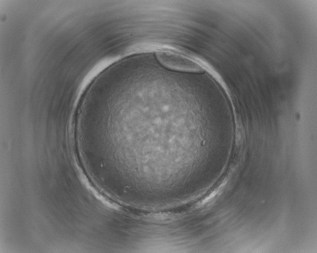 X0000070361053200606091027