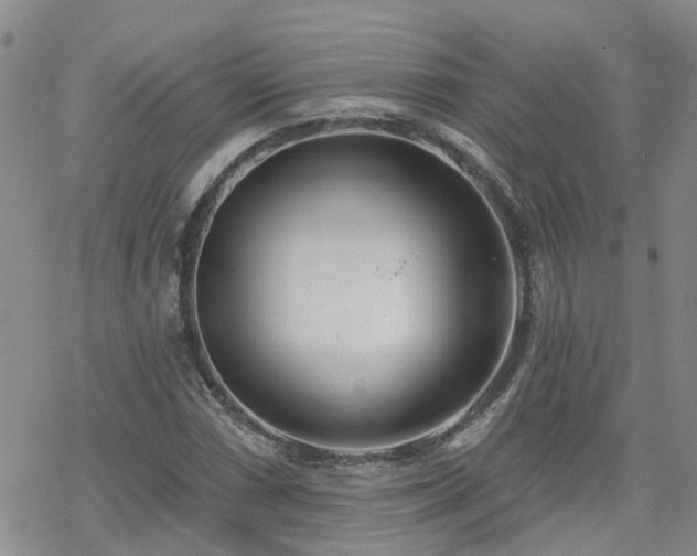 X0000070361066200606091026