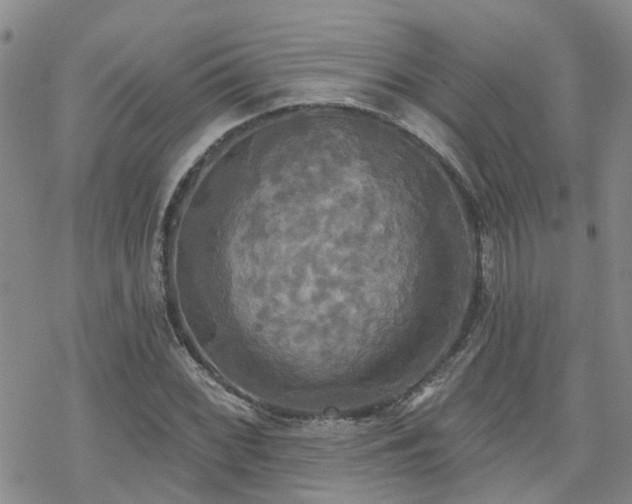 X0000070361068200606091026