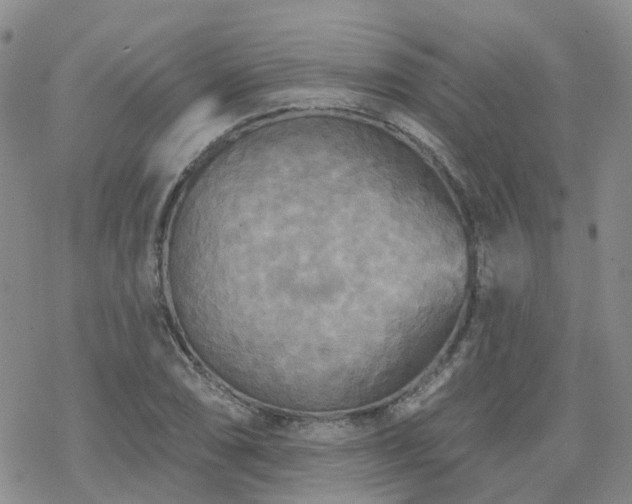 X0000070361074200606091026