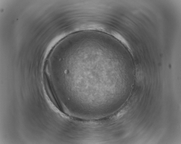 X0000070361088200606091025