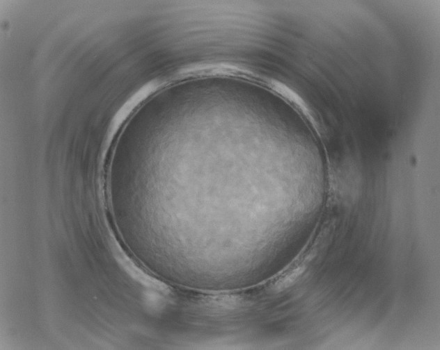 X0000070361090200606091025