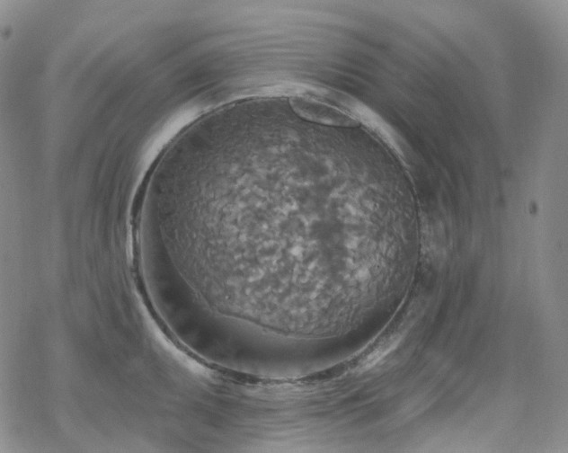 X0000070361095200606091025