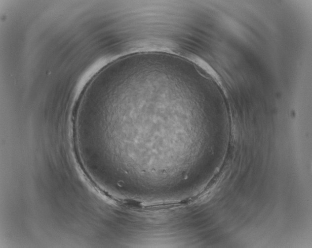 X0000070361096200606091025