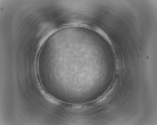 X0000070361098200606091025