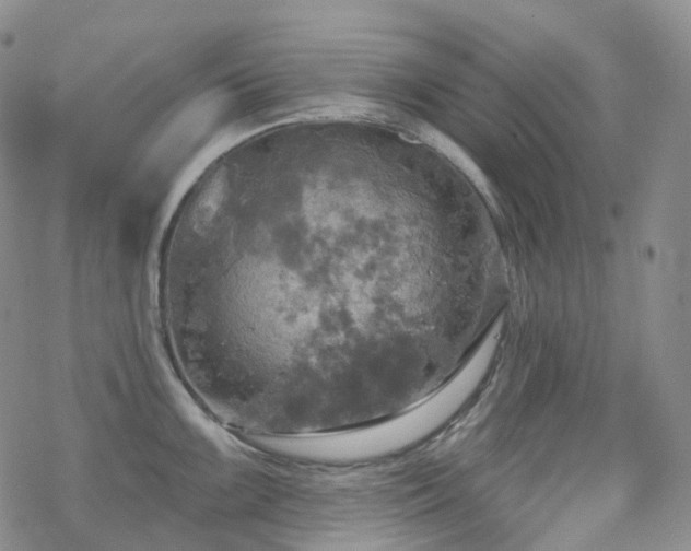 X0000070361099200606091025