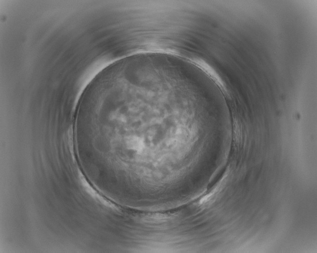 X0000070361100200606091025