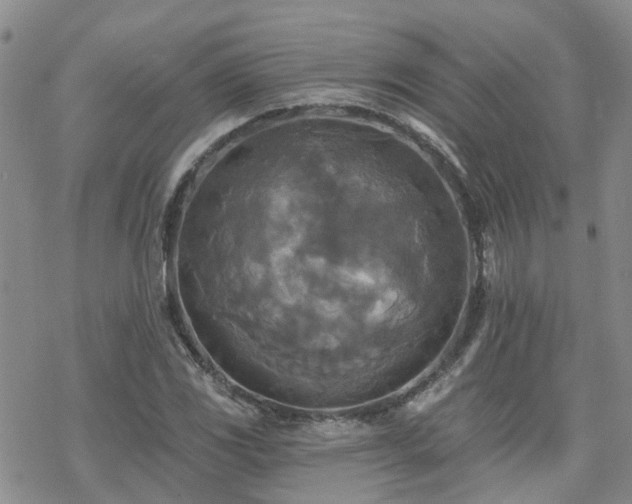 X0000070361117200606091024