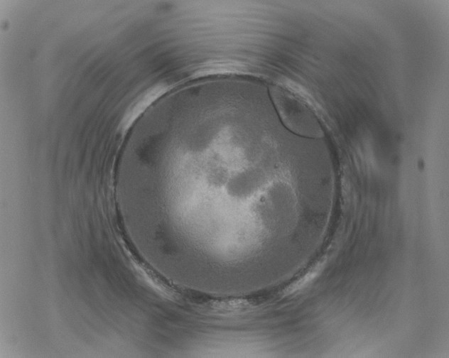 X0000070361129200606091025