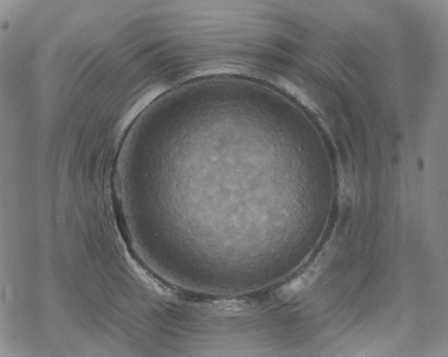 X0000070361137200606091025