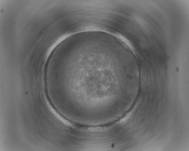 X0000070361142200606091025