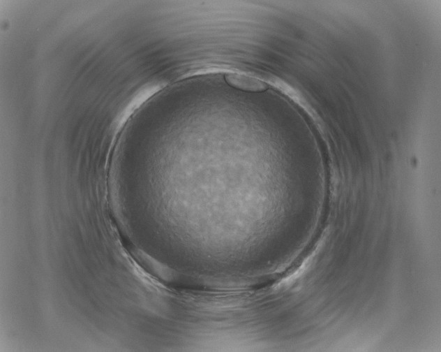 X0000070361145200606091025