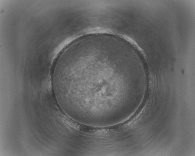 X0000070361167200606091024