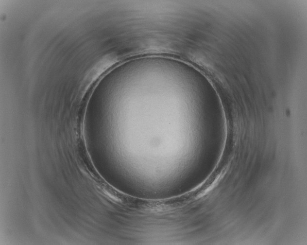 X0000070361170200606091024