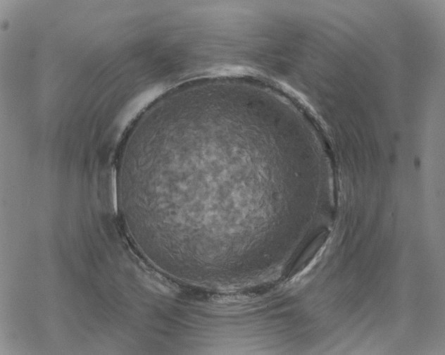 X0000070361171200606091024