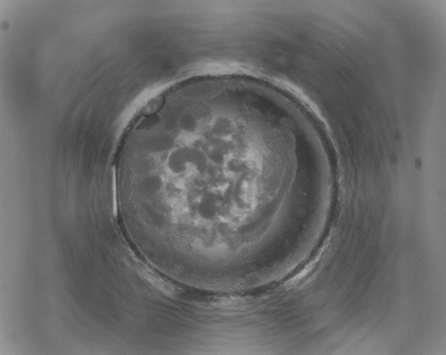 X0000070361175200606091024