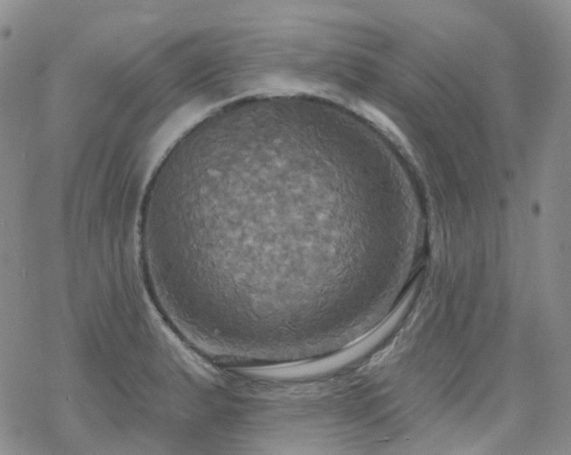 X0000070361183200606091024