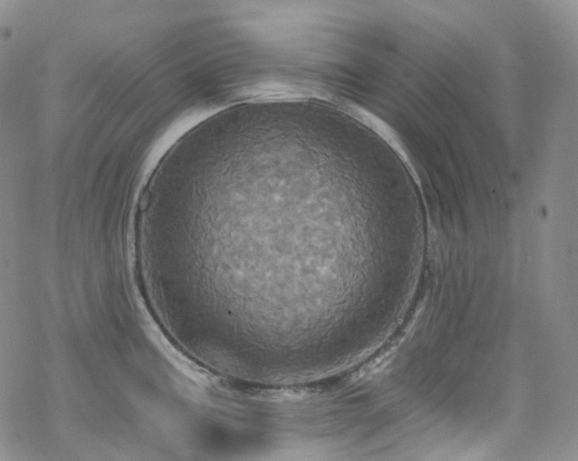 X0000070361195200606091024