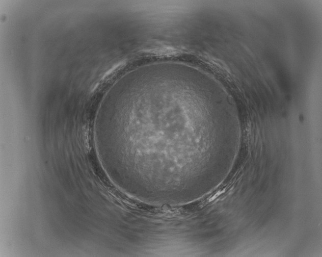 X0000070361205200606091023