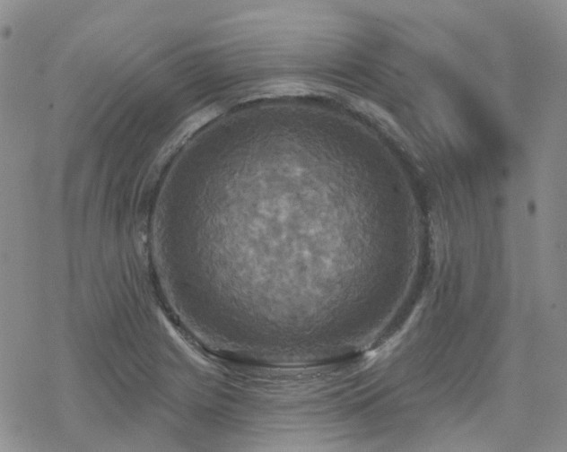 X0000070361225200606091023