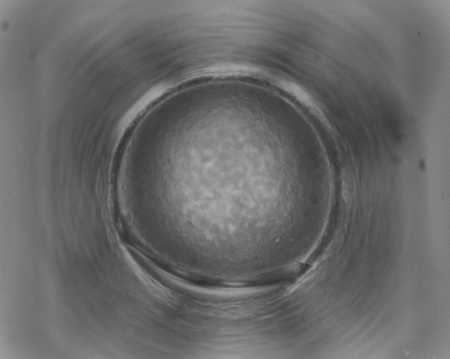 X0000070361229200606091023