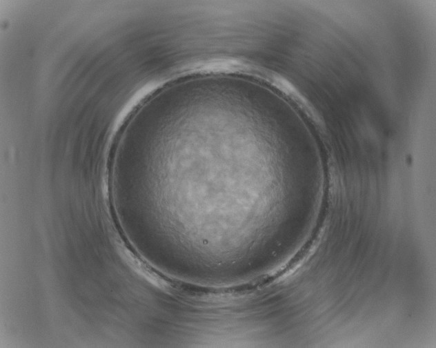 X0000070361232200606091023