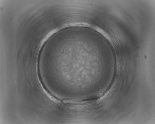 X0000070361237200606091023