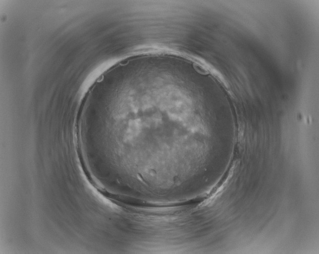 X0000070361239200606091023