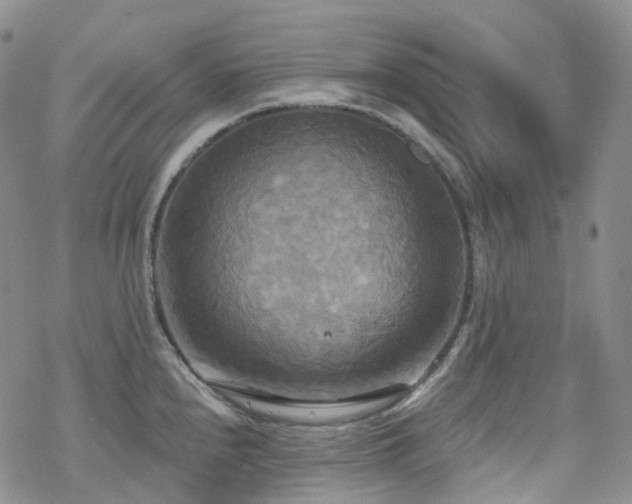 X0000070361240200606091023