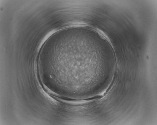 X0000070361243200606091023