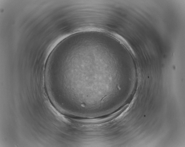 X0000070361244200606091023