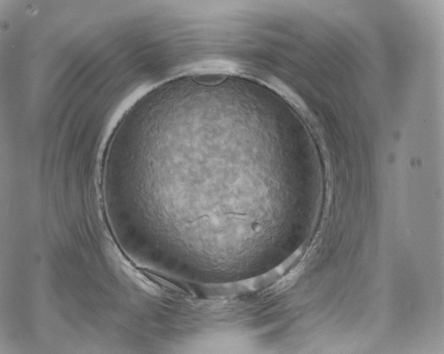 X0000070361248200606091023