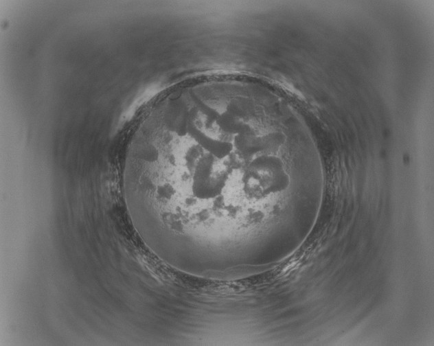 X0000070361255200606091023