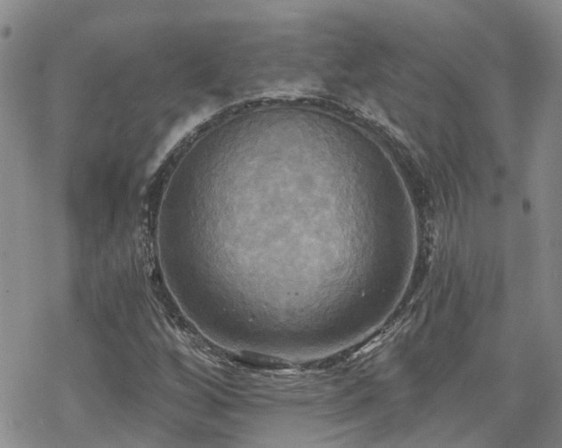 X0000070361256200606091023