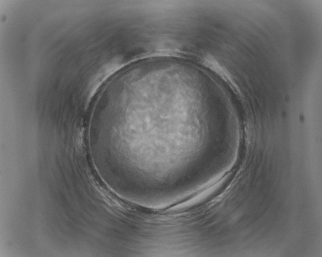 X0000070361260200606091022