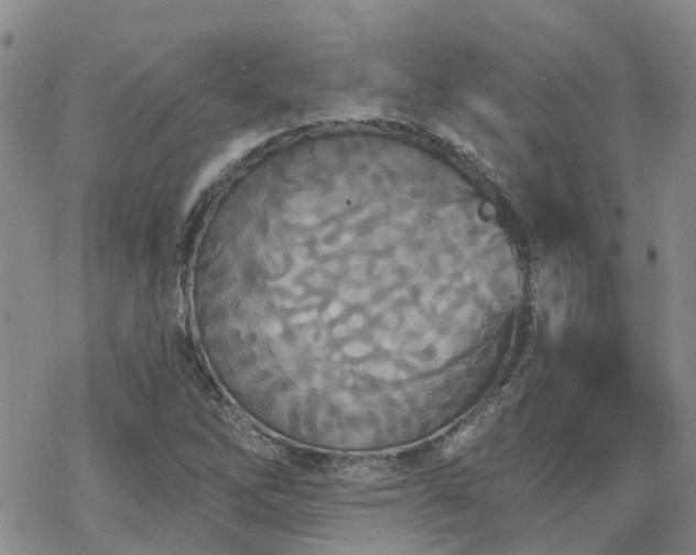 X0000070361262200606091022