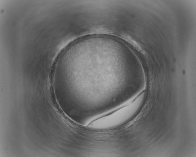 X0000070361264200606091022