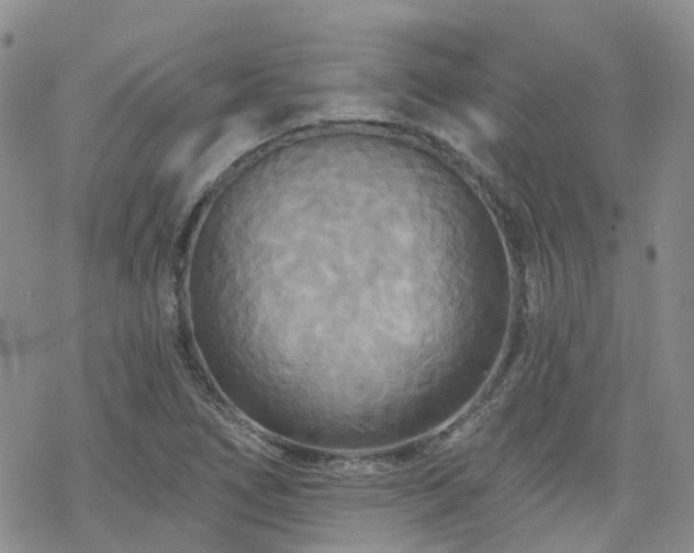 X0000070361266200606091022