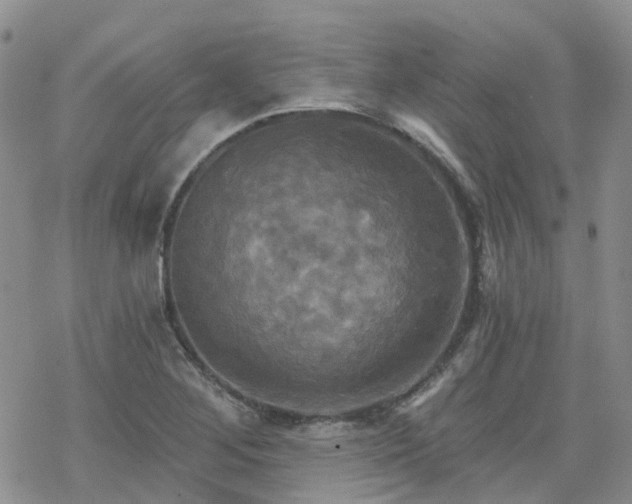 X0000070361268200606091022