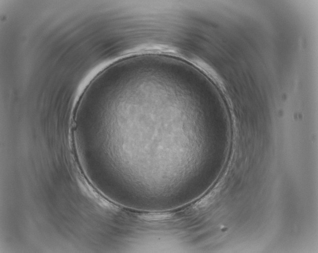 X0000070361296200606091022