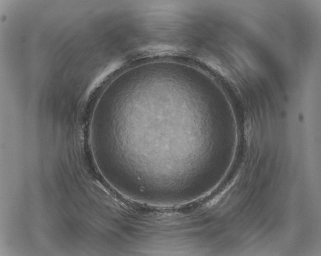 X0000070361309200606091021