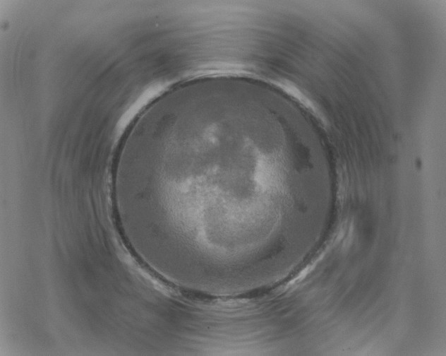 X0000070361325200606091022