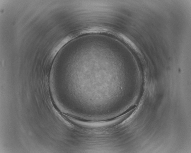 X0000070361329200606091022