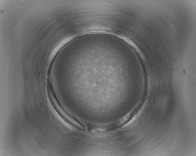 X0000070361333200606091022