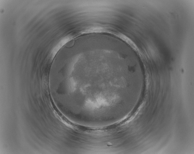 X0000070361337200606091022